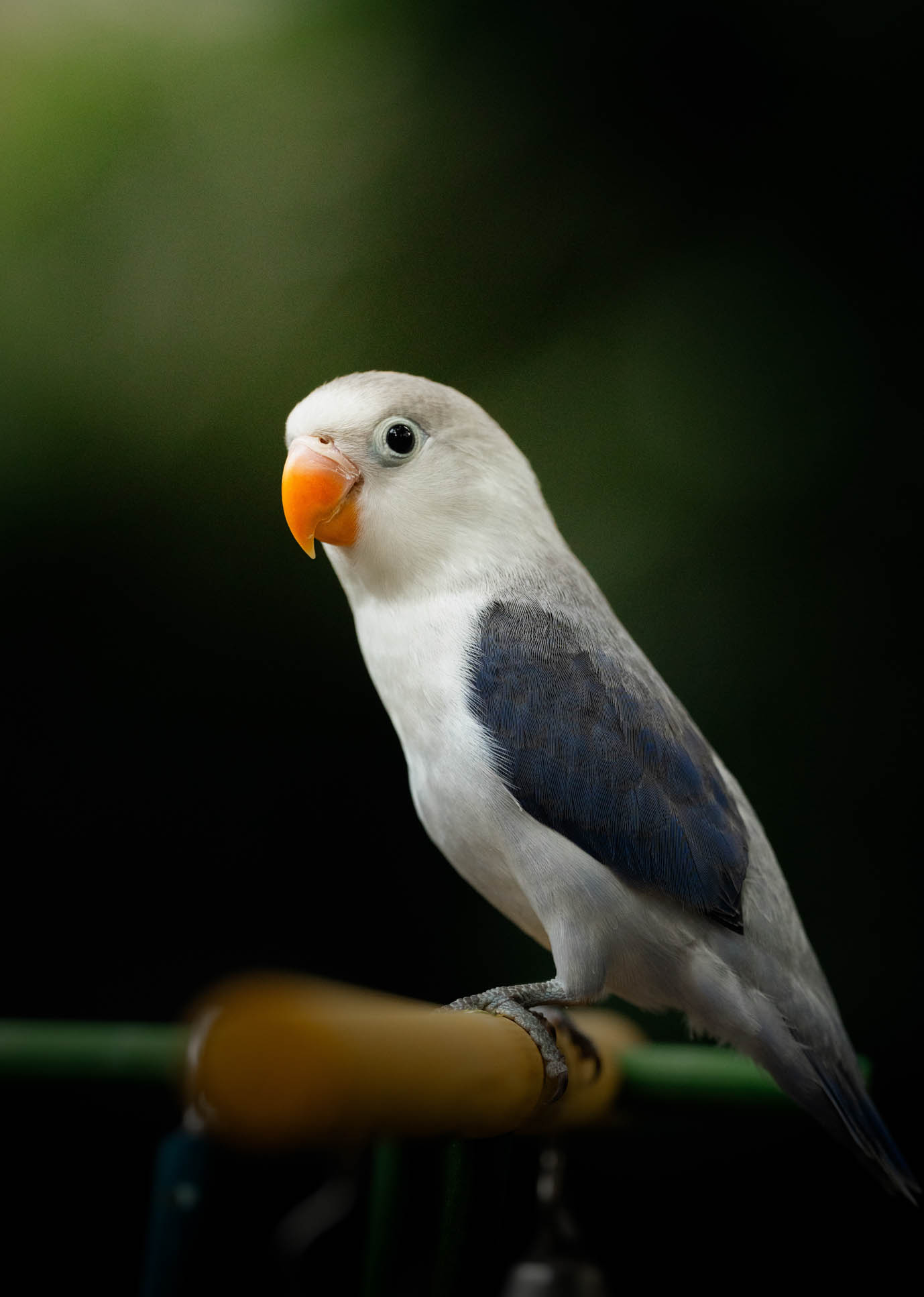 Lovebirds pet portrait captured during a home-visit photoshoot by PawPlay Studios