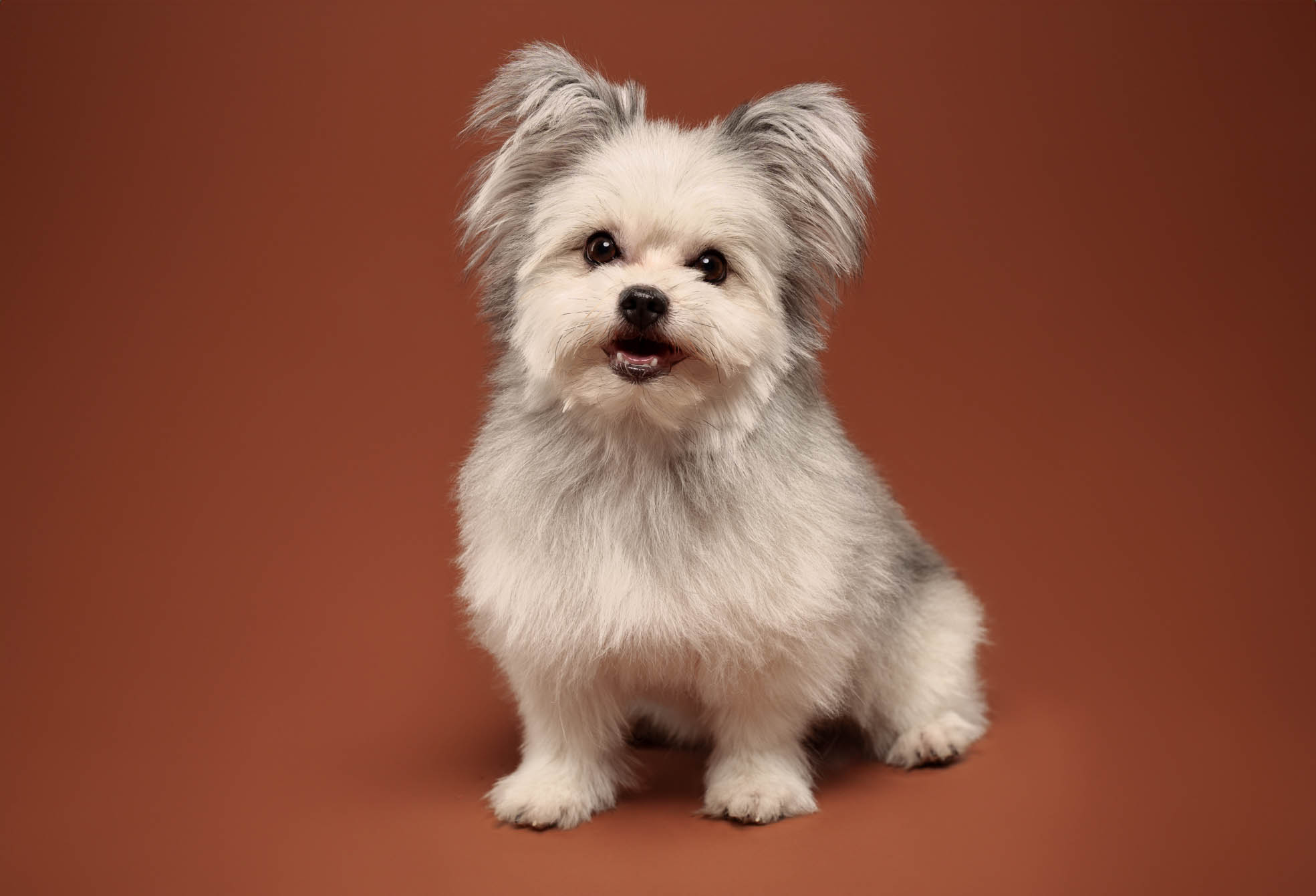 Pomeranian pet portrait captured during a home-visit photoshoot in Parañaque by PawPlay Studios