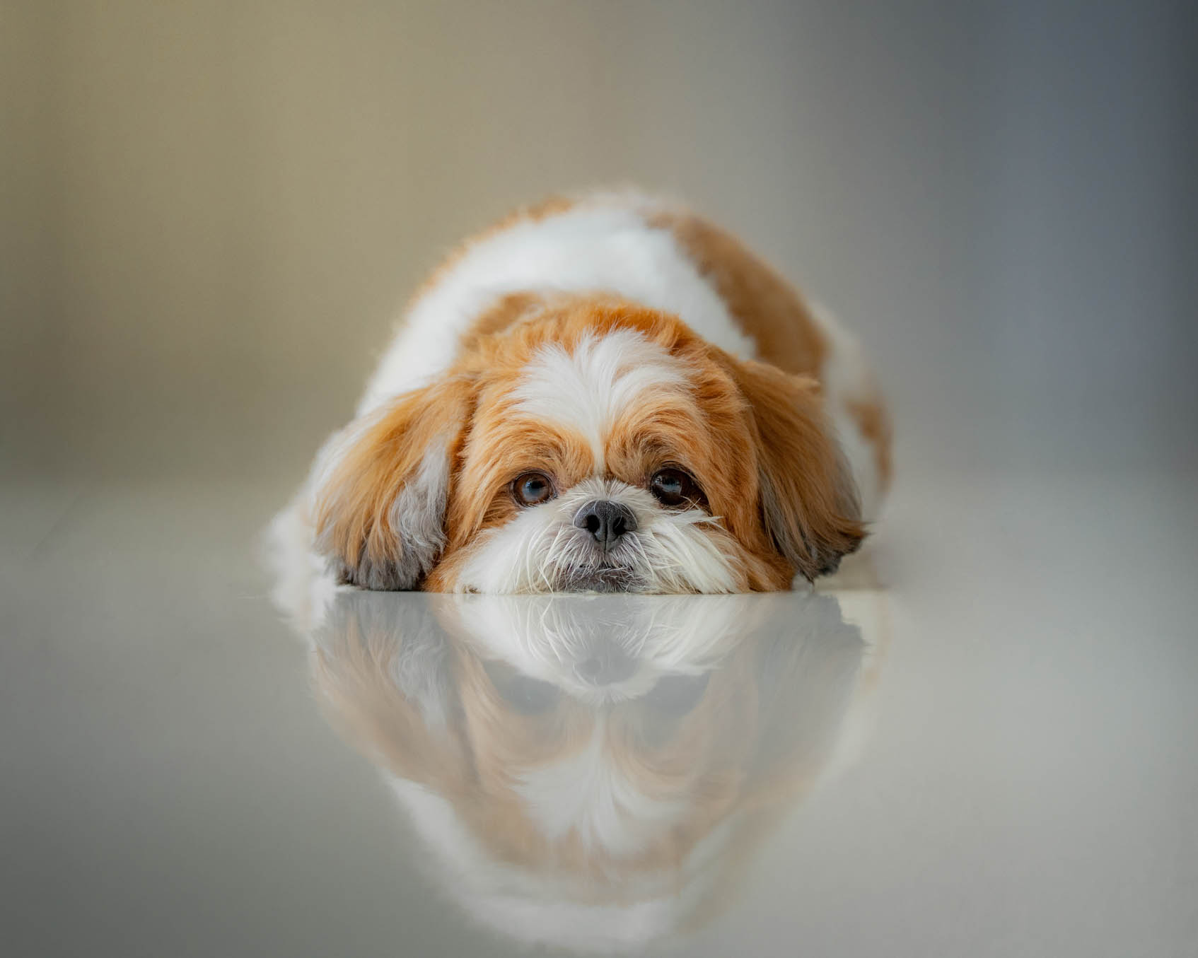 Sammy the pet during a home-visit photography session by PawPlay Studios