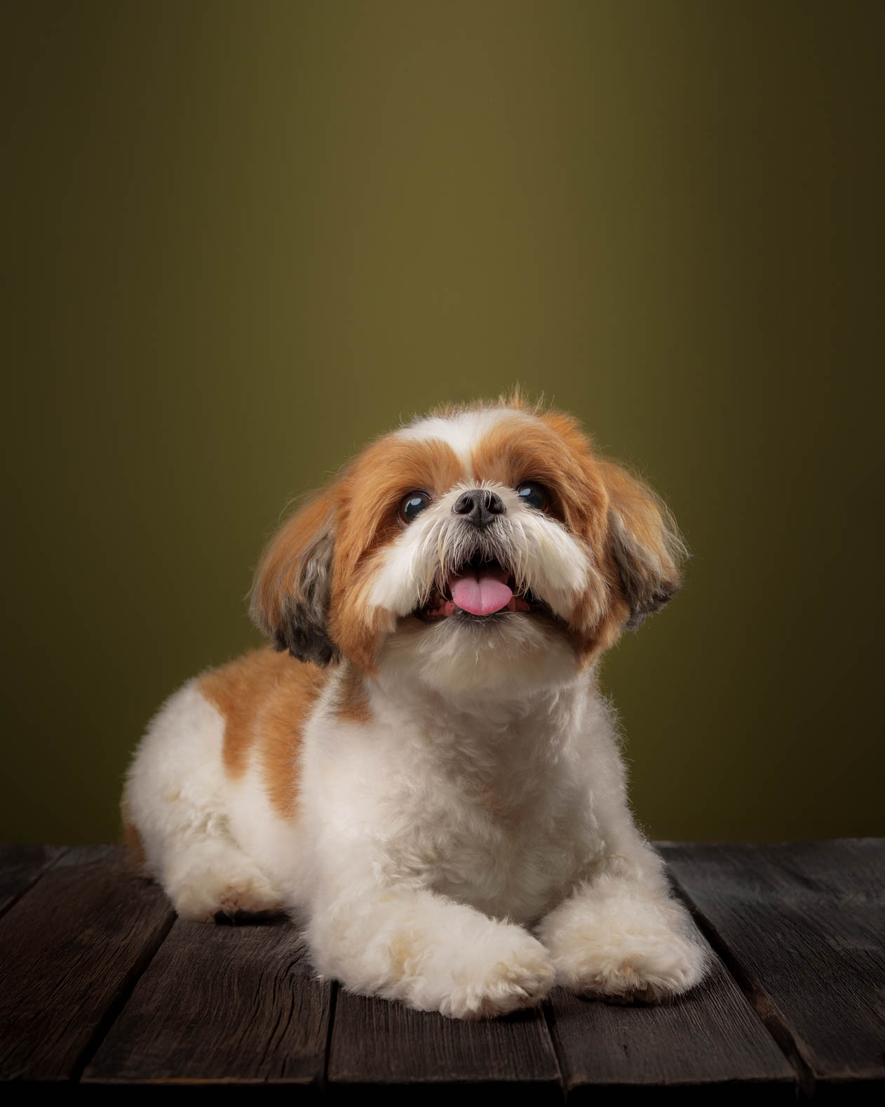 Sammy the pet during a home-visit photography session by PawPlay Studios