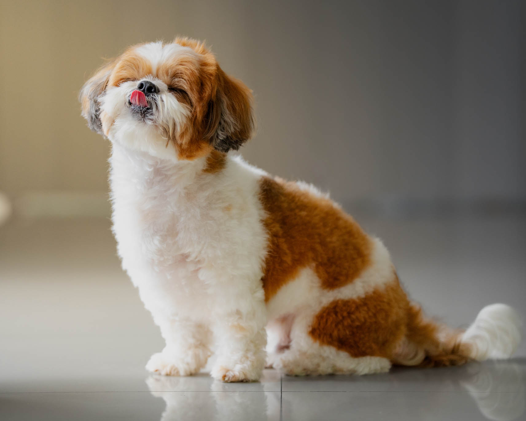 Sammy the pet during a home-visit photography session by PawPlay Studios