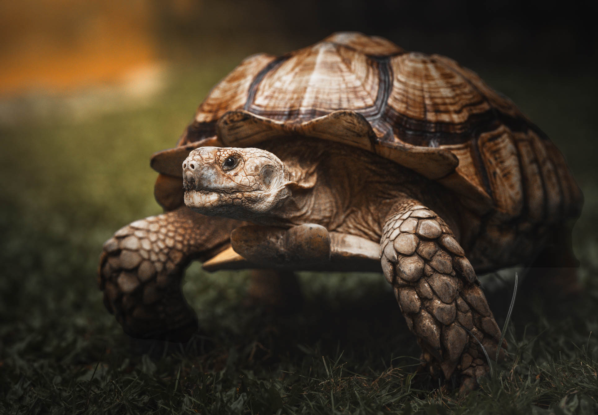 Tortoise pet portrait captured during a home-visit photoshoot in Alabang by PawPlay Studios