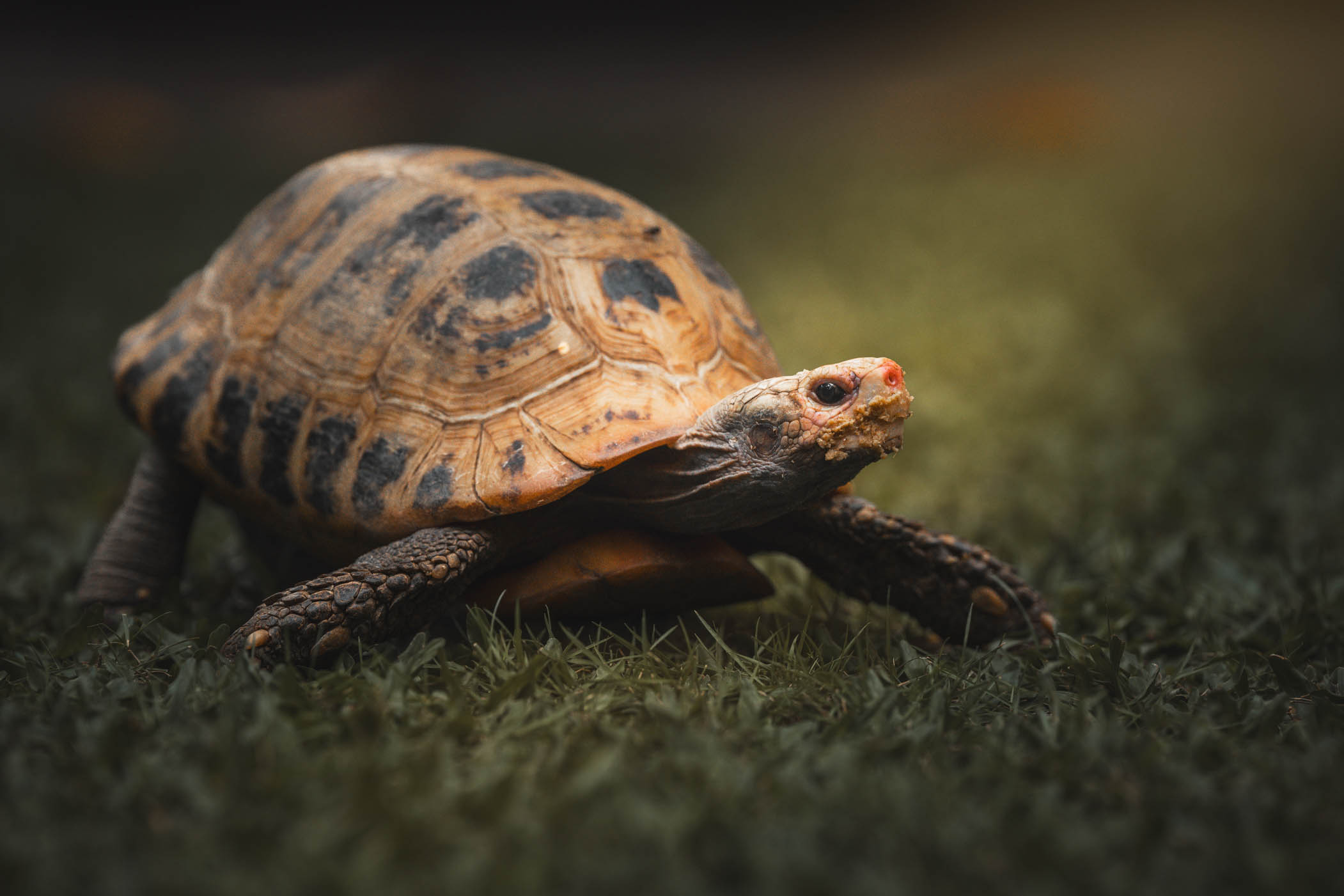 Tortoise pet portrait captured during a home-visit photoshoot in Muntinlupa by PawPlay Studios