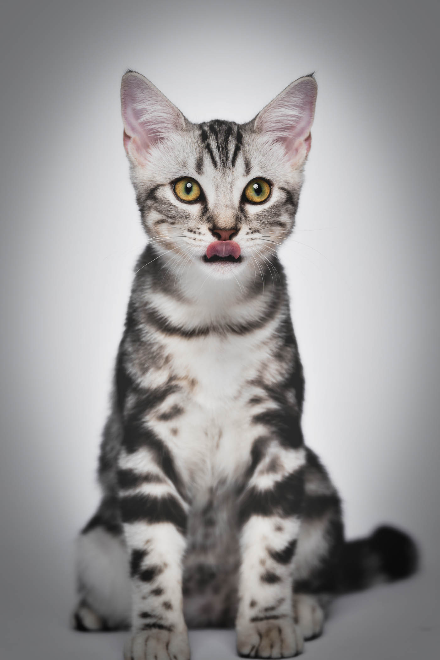 Cat pet portrait captured during a home-visit photoshoot in Quezon City by PawPlay Studios