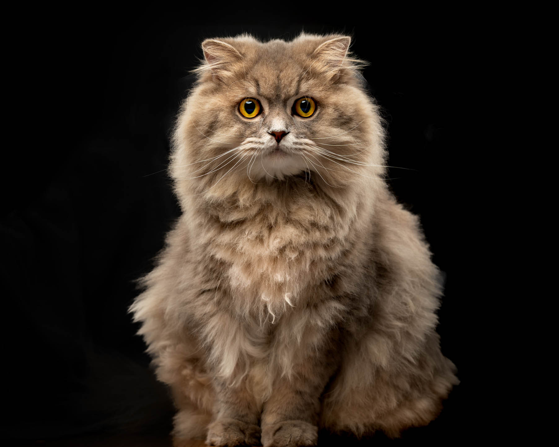Cat pet portrait captured during a home-visit photoshoot in Pasig by PawPlay Studios