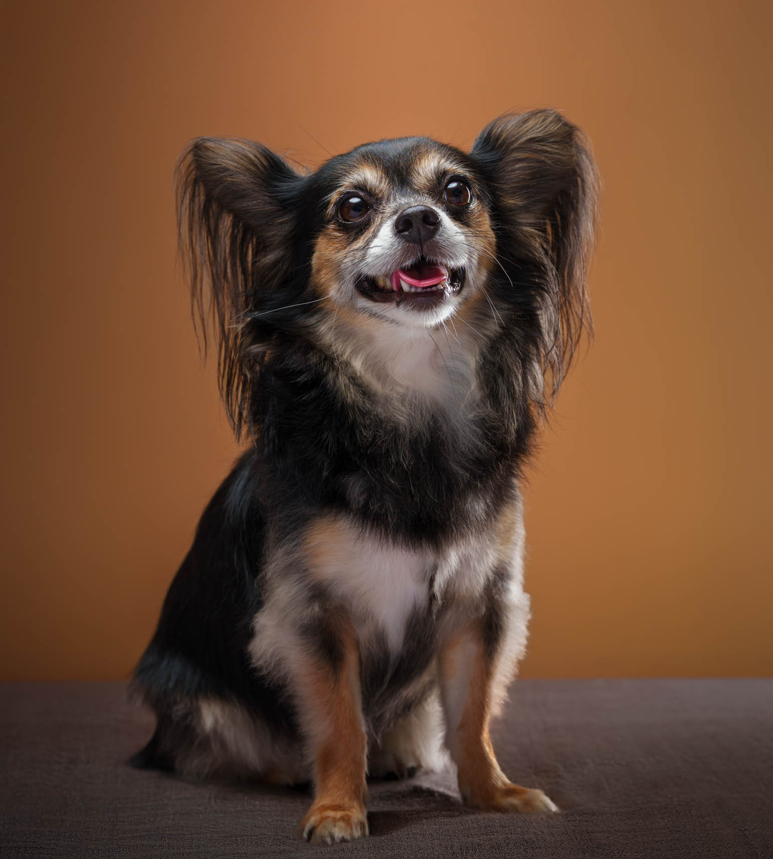 Chihuahua pet portrait captured during a home-visit photoshoot in Quezon City by PawPlay Studios