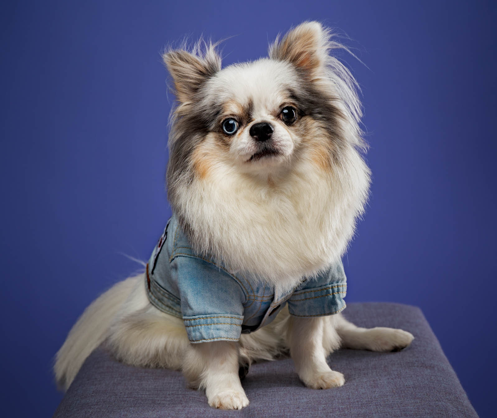Chihuahua pet portrait captured during a home-visit photoshoot in Quezon City by PawPlay Studios