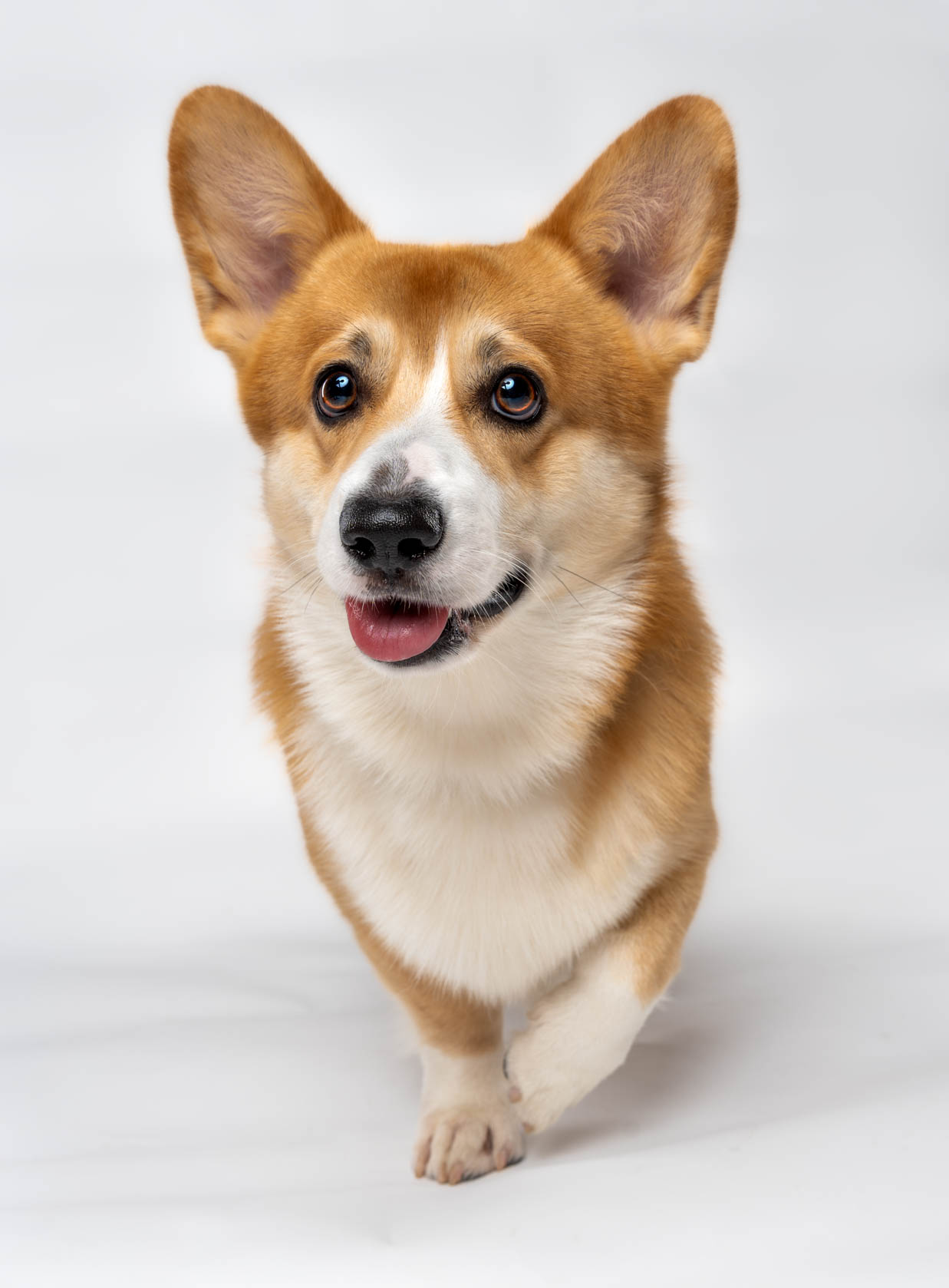Corgi pet portrait captured during a home-visit photoshoot in Metro Manila by PawPlay Studios
