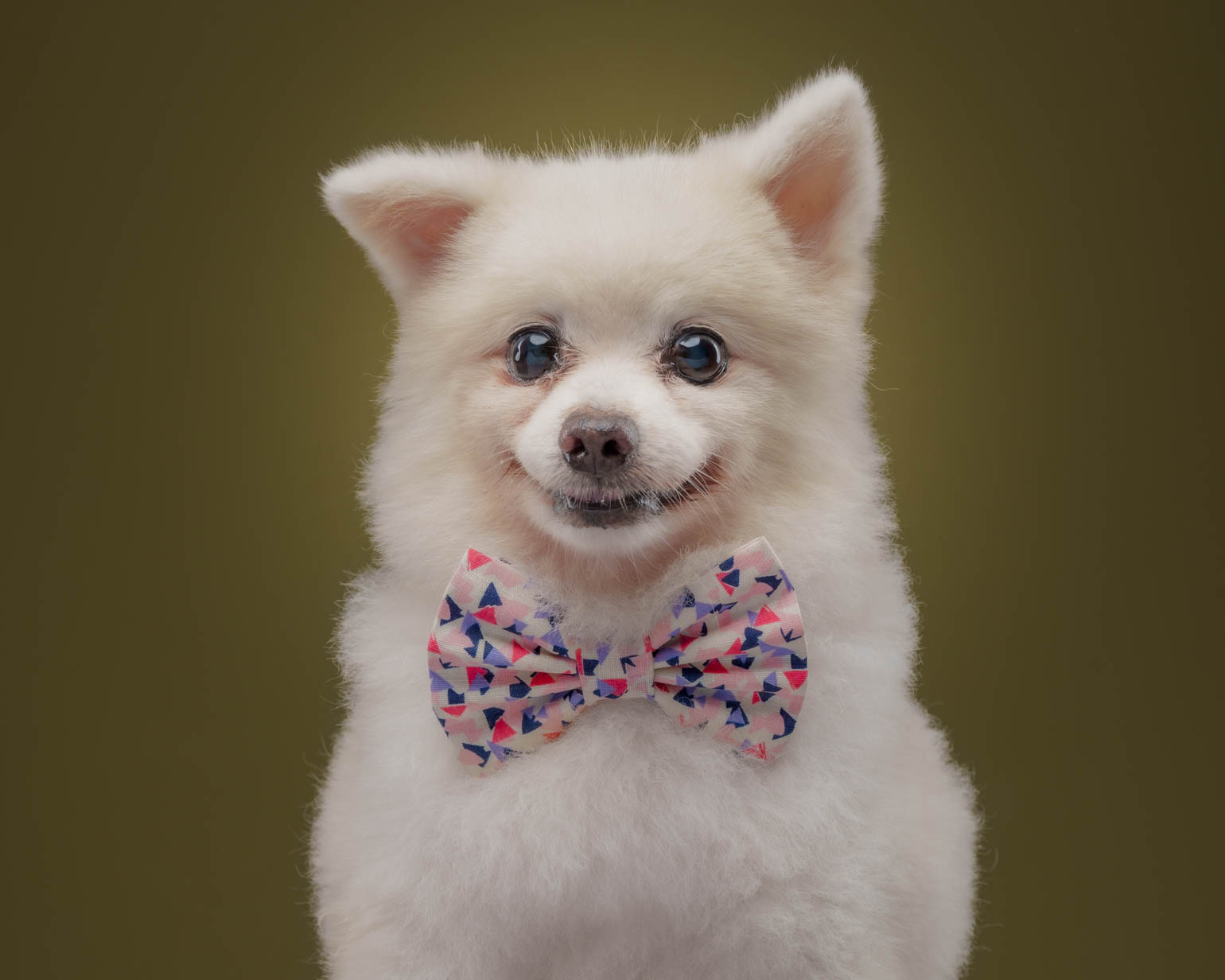 Pet portrait captured during a home-visit photoshoot in Quezon City by PawPlay Studios