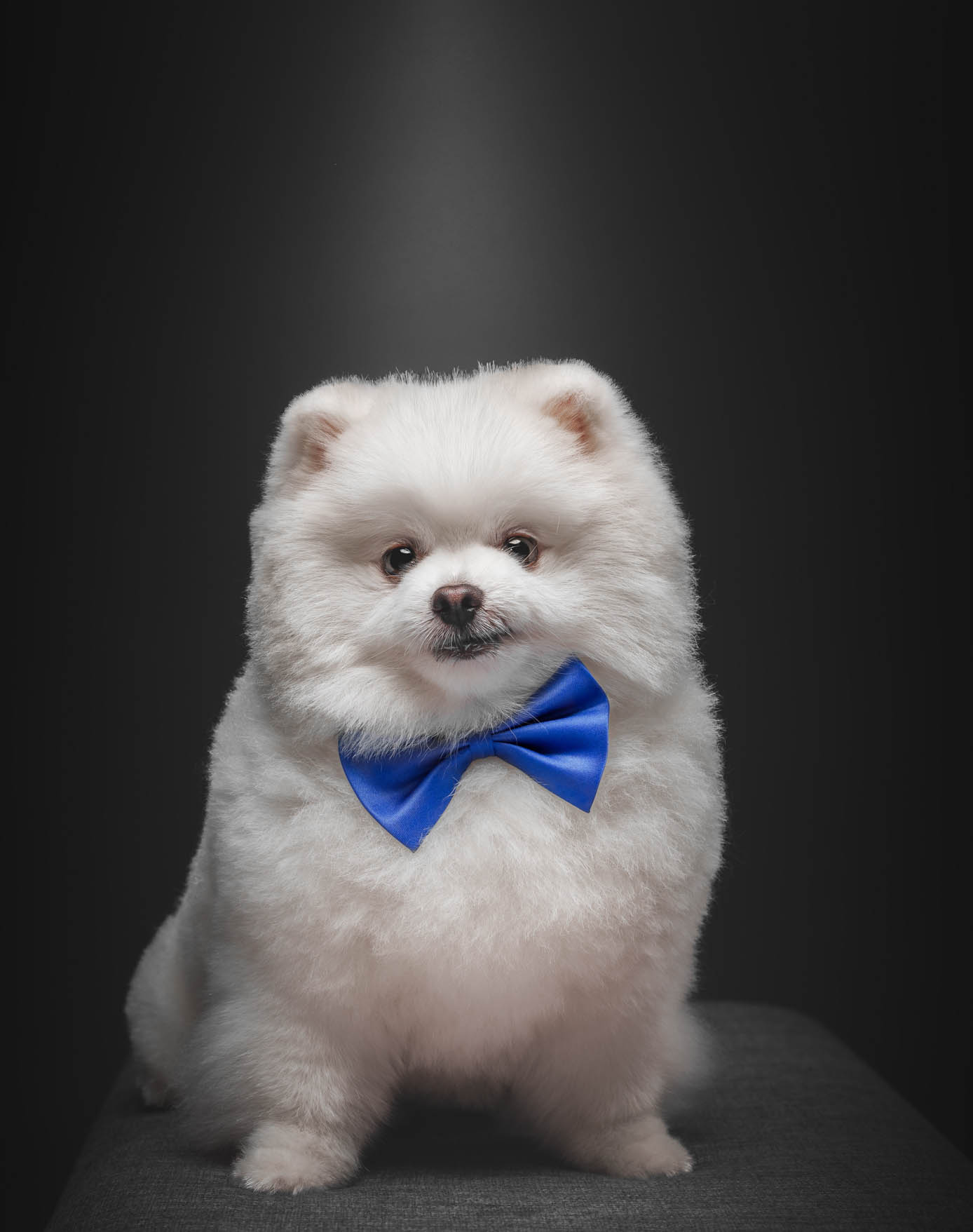 Pomeranian pet portrait captured during a home-visit photoshoot in Pasig by PawPlay Studios