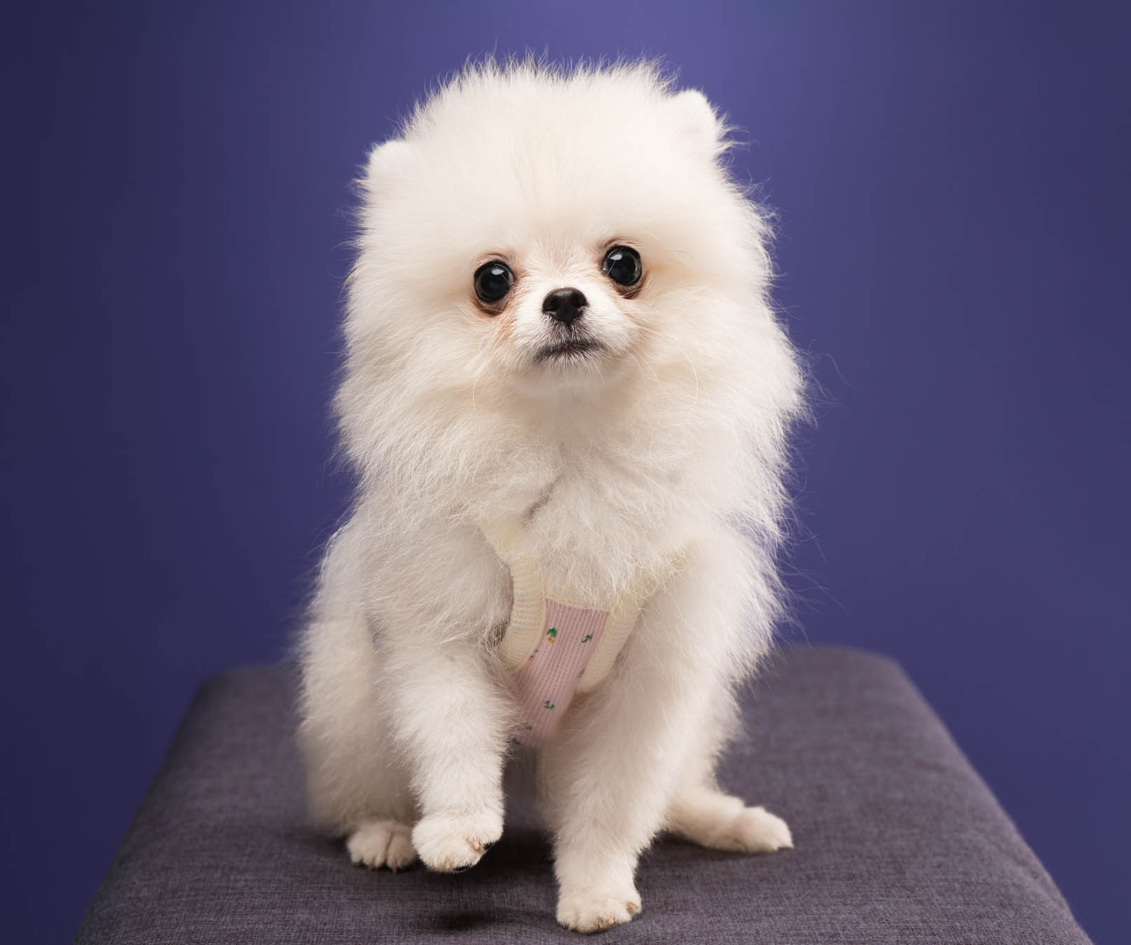 Pomeranian pet portrait captured during a home-visit photoshoot in Quezon City by PawPlay Studios