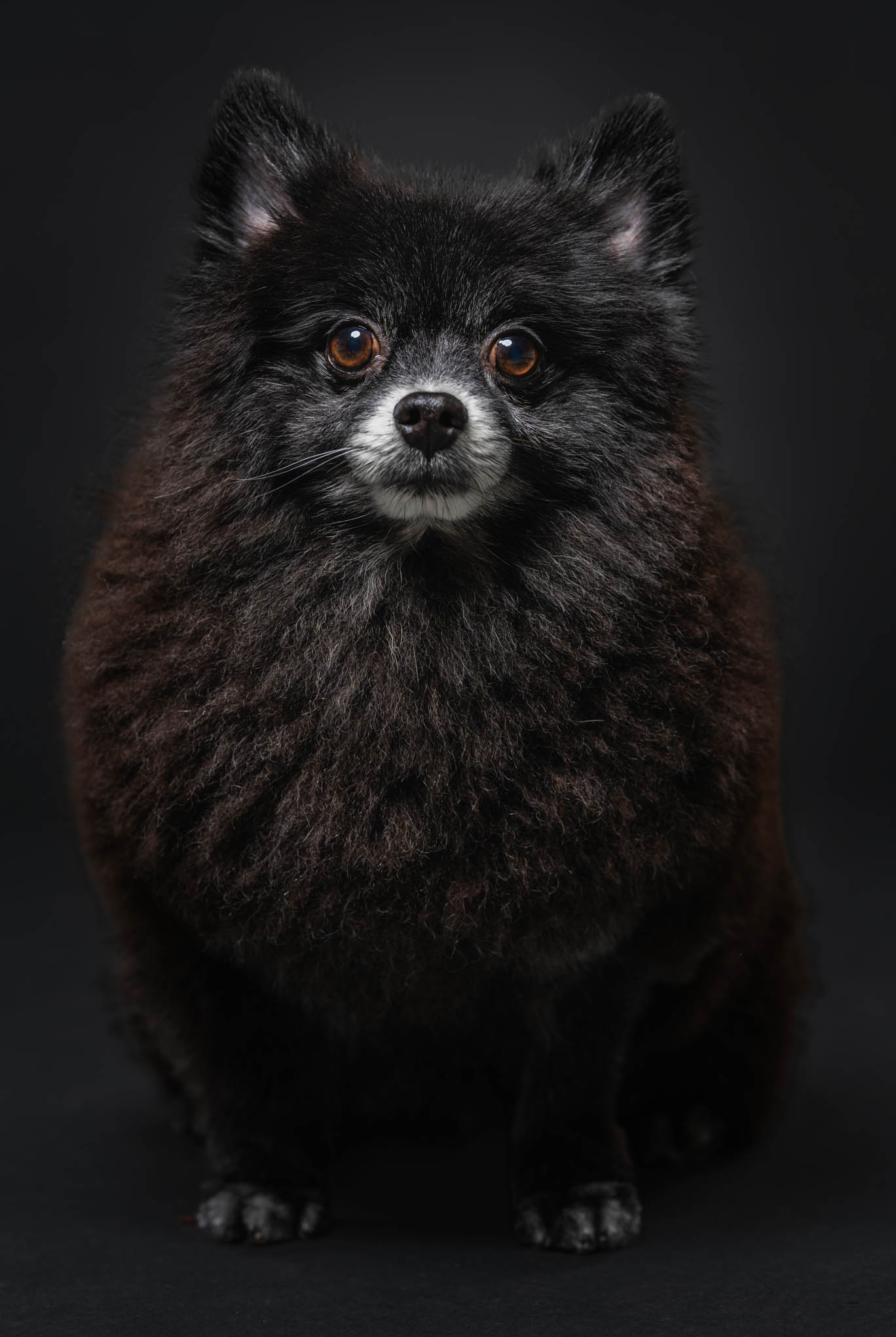 Pomeranian pet portrait captured during a home-visit photoshoot in Las Piñas by PawPlay Studios