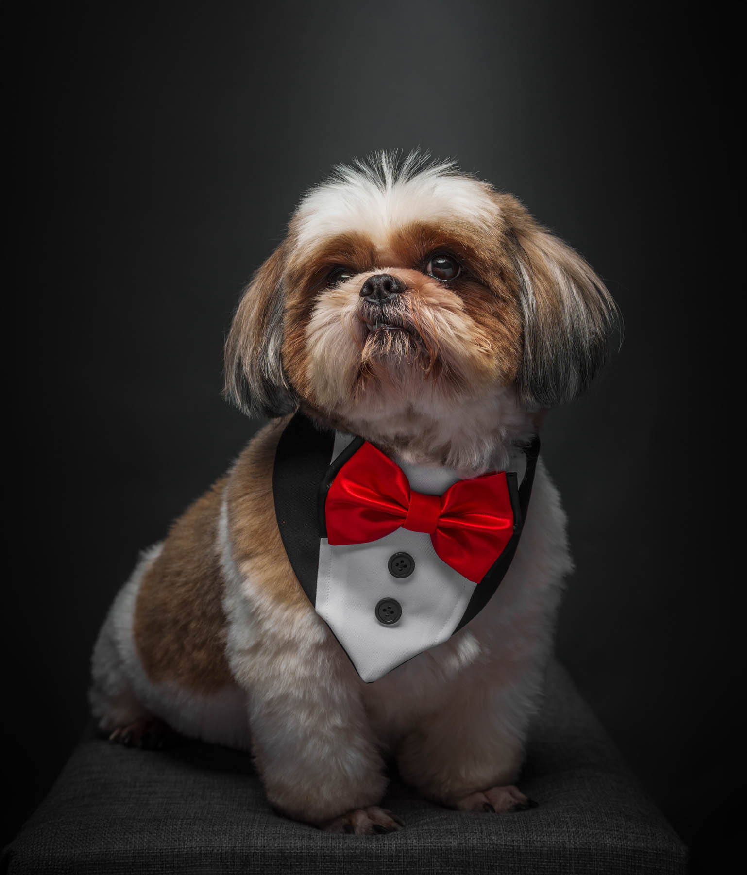 Shih Tzu pet portrait captured during a home-visit photoshoot in Pasig by PawPlay Studios