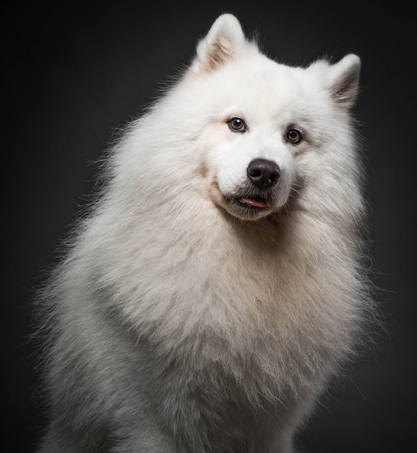 Samoyed pet portrait captured during a home-visit photoshoot in Muntinlupa by PawPlay Studios