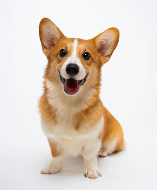 Corgi pet portrait captured during a home-visit photoshoot in Las Piñas by PawPlay Studios