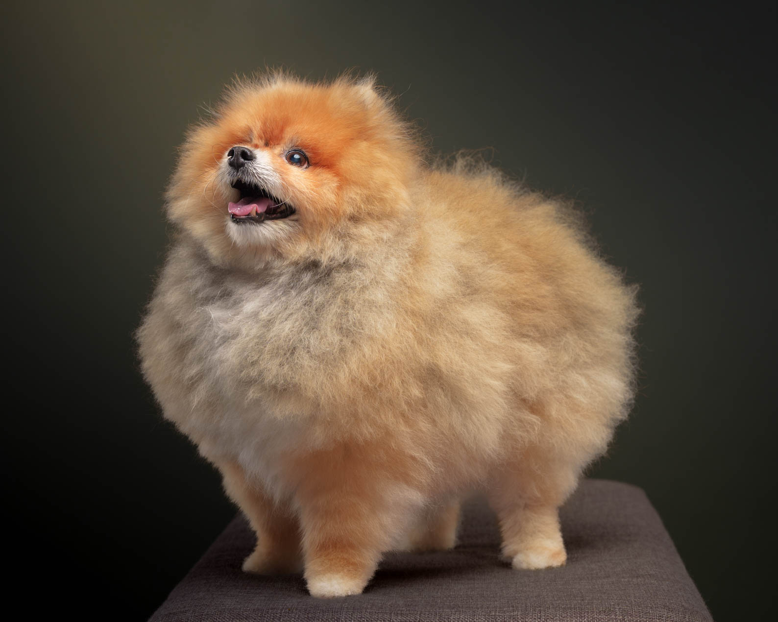 Caleb the pet during a home-visit photography session by PawPlay Studios