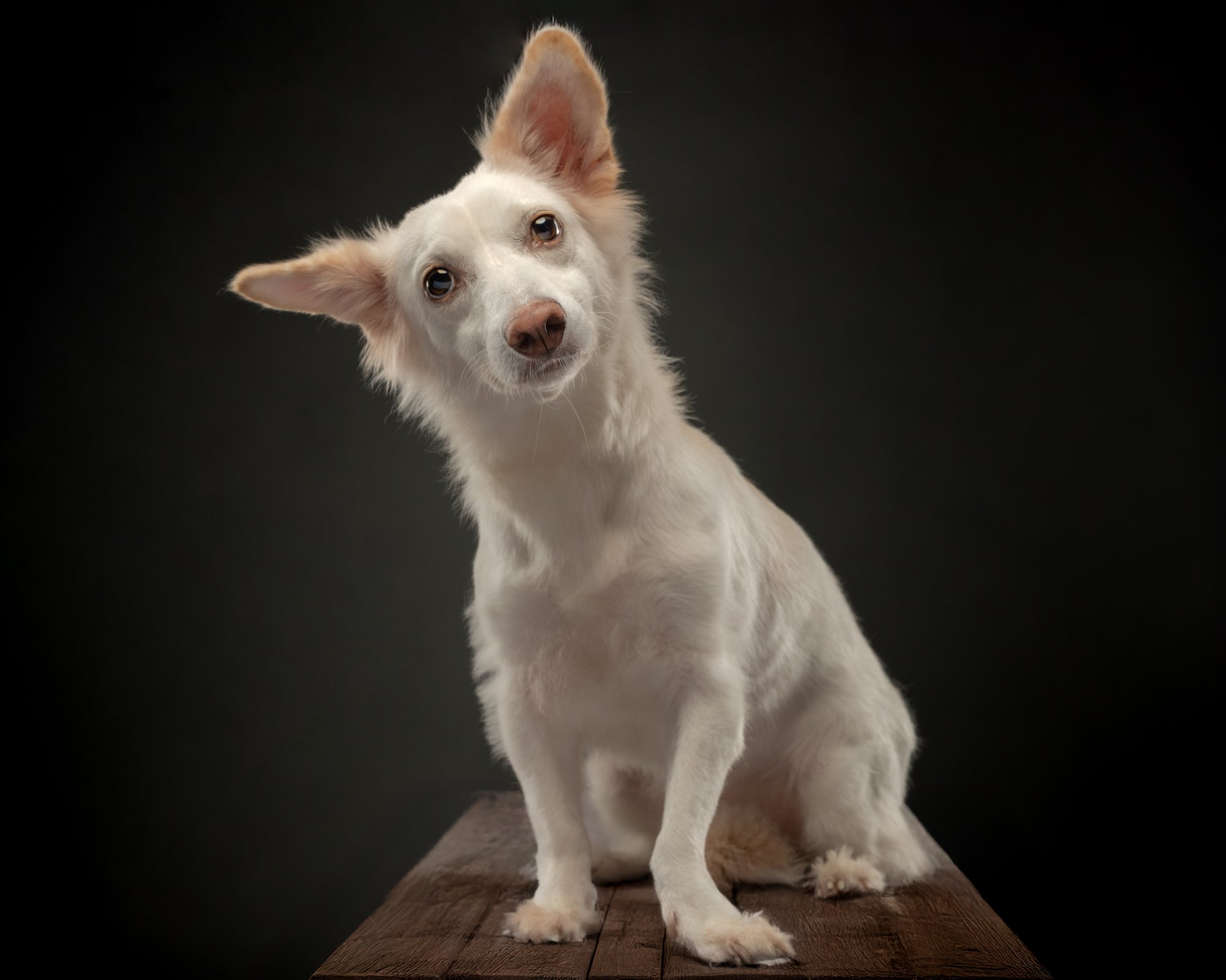 Aspin pet portrait captured during a home-visit photoshoot in Makati by PawPlay Studios