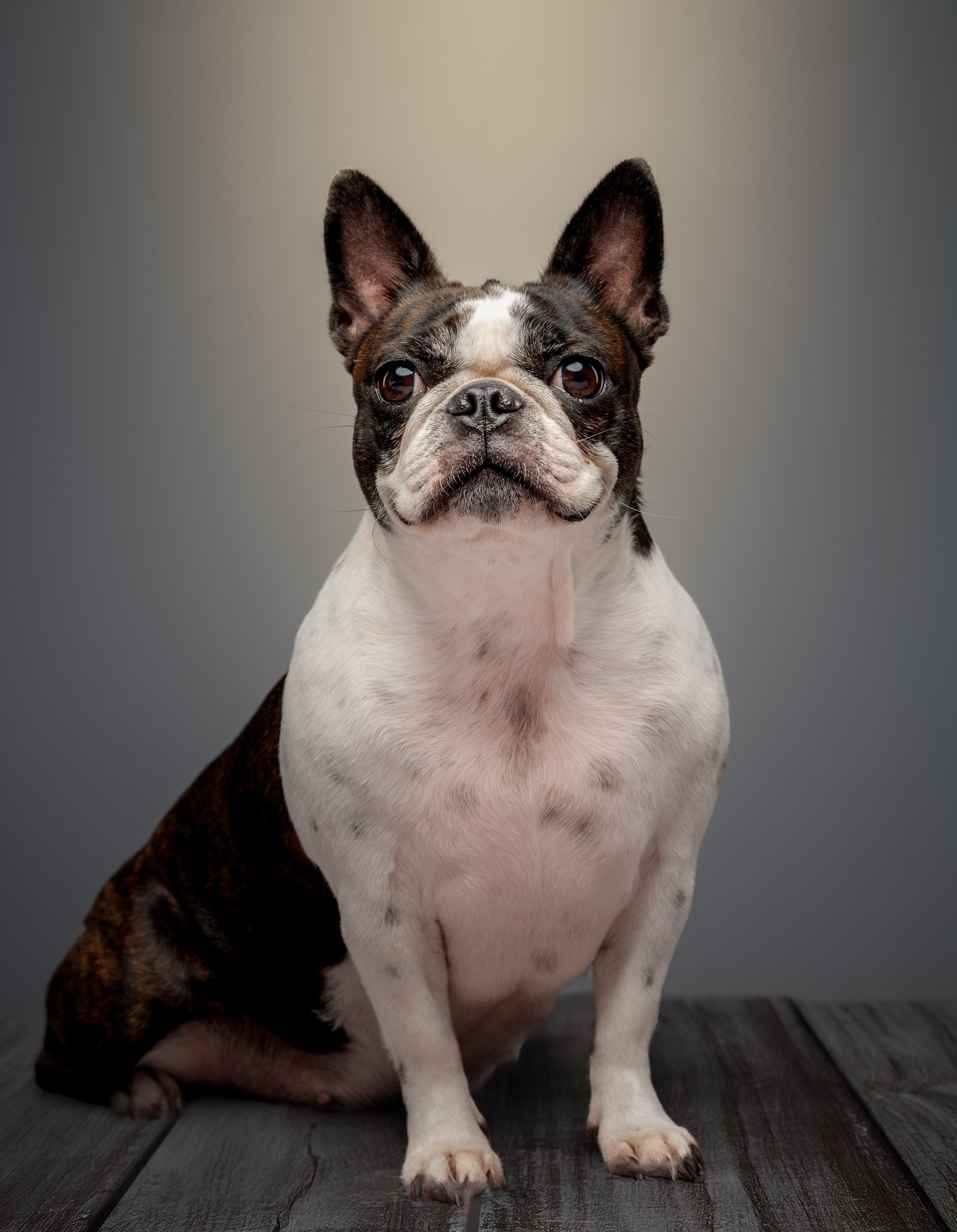 Boston Terrier pet portrait captured during a home-visit photoshoot in Quezon City by PawPlay Studios
