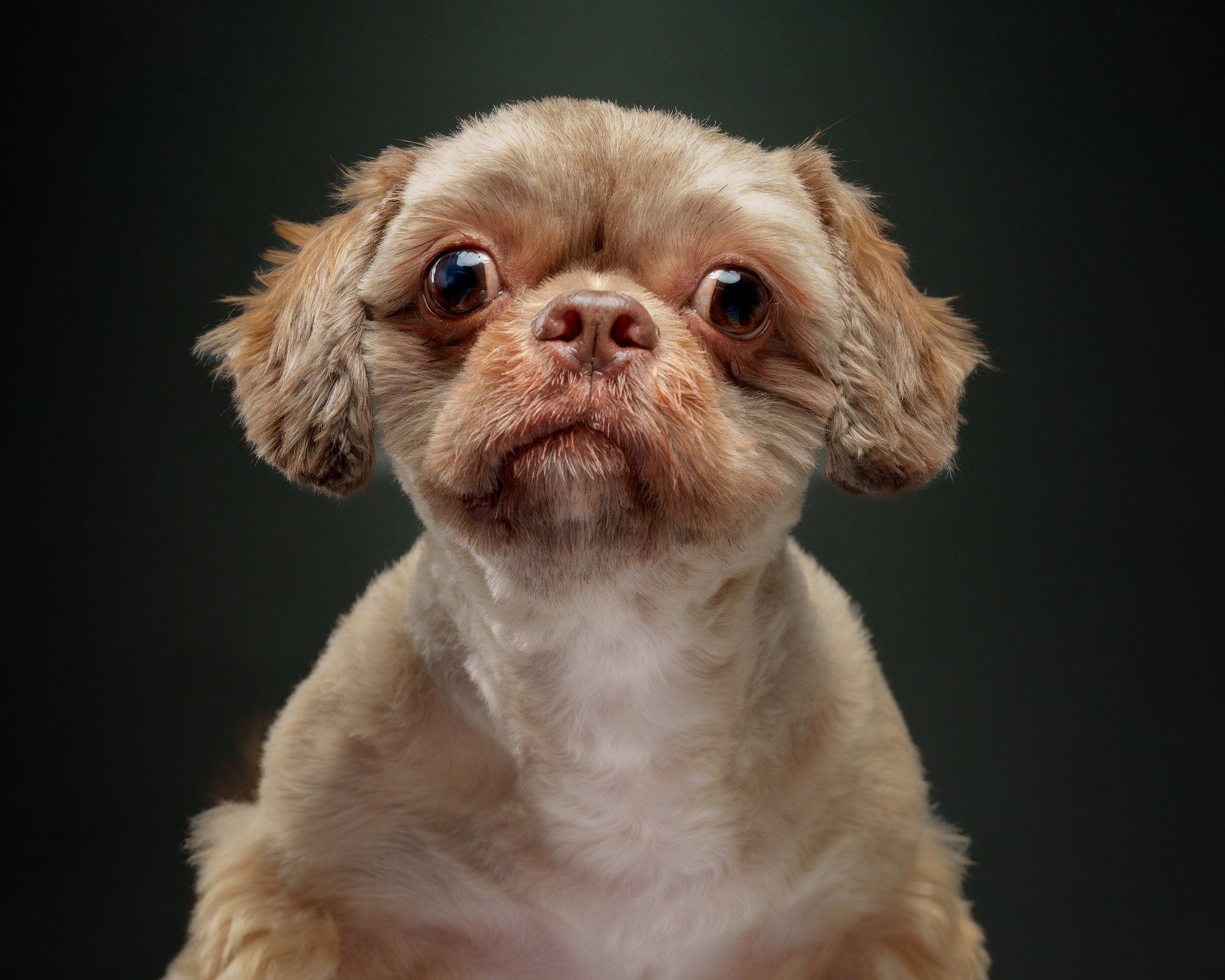 Shih Tzu pet portrait captured during a home-visit photoshoot in Cavite City by PawPlay Studios