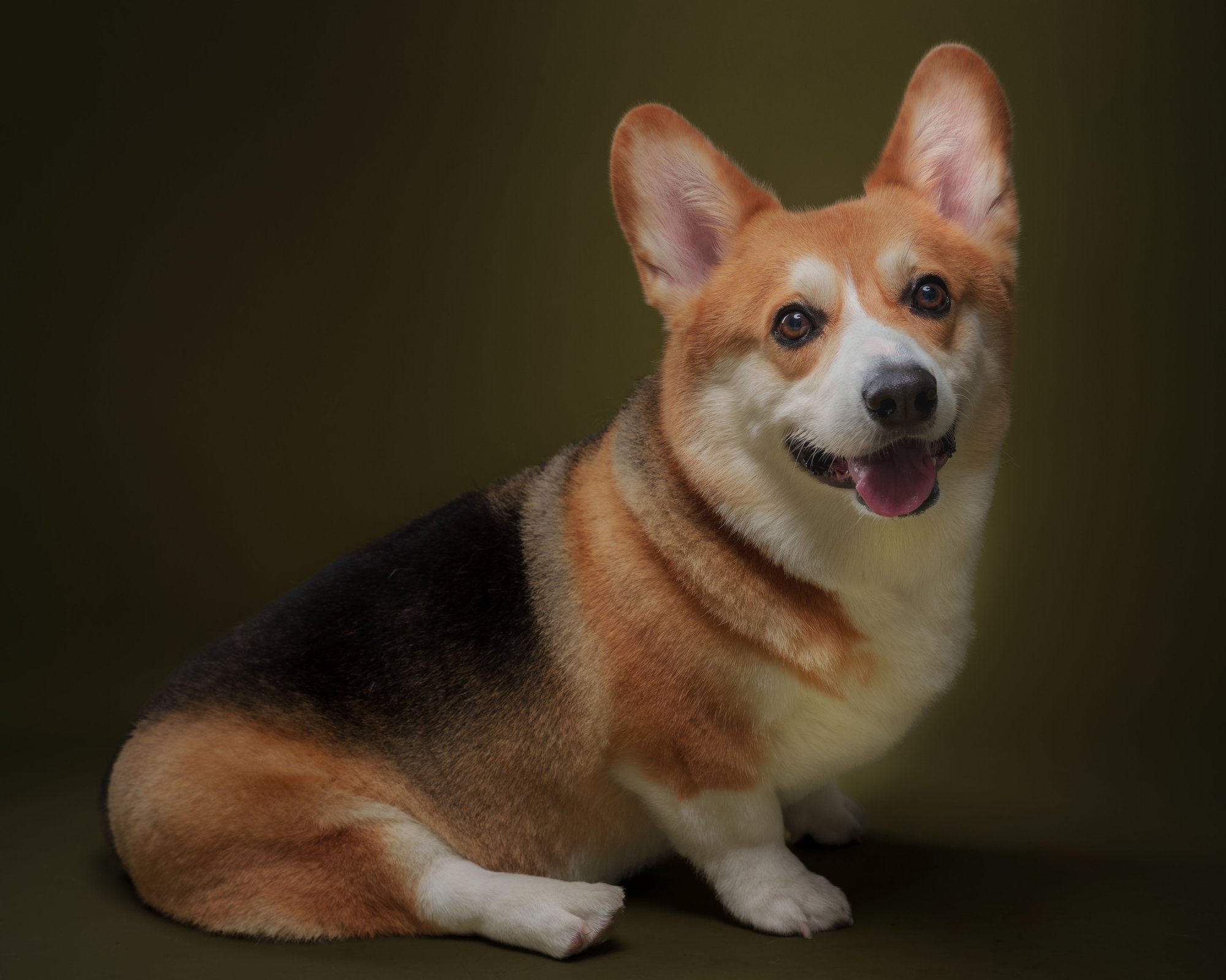 Corgi pet portrait captured during a home-visit photoshoot in BGC, Taguig by PawPlay Studios