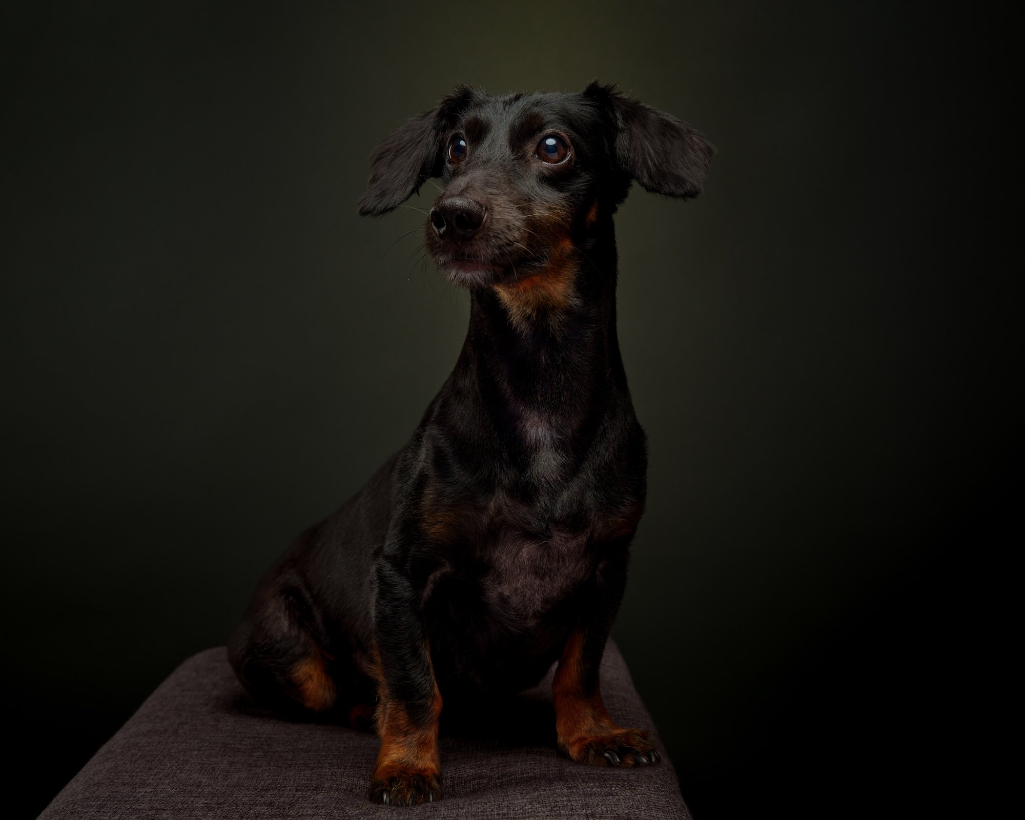 Dachshund pet portrait captured during a home-visit photoshoot in Quezon City by PawPlay Studios