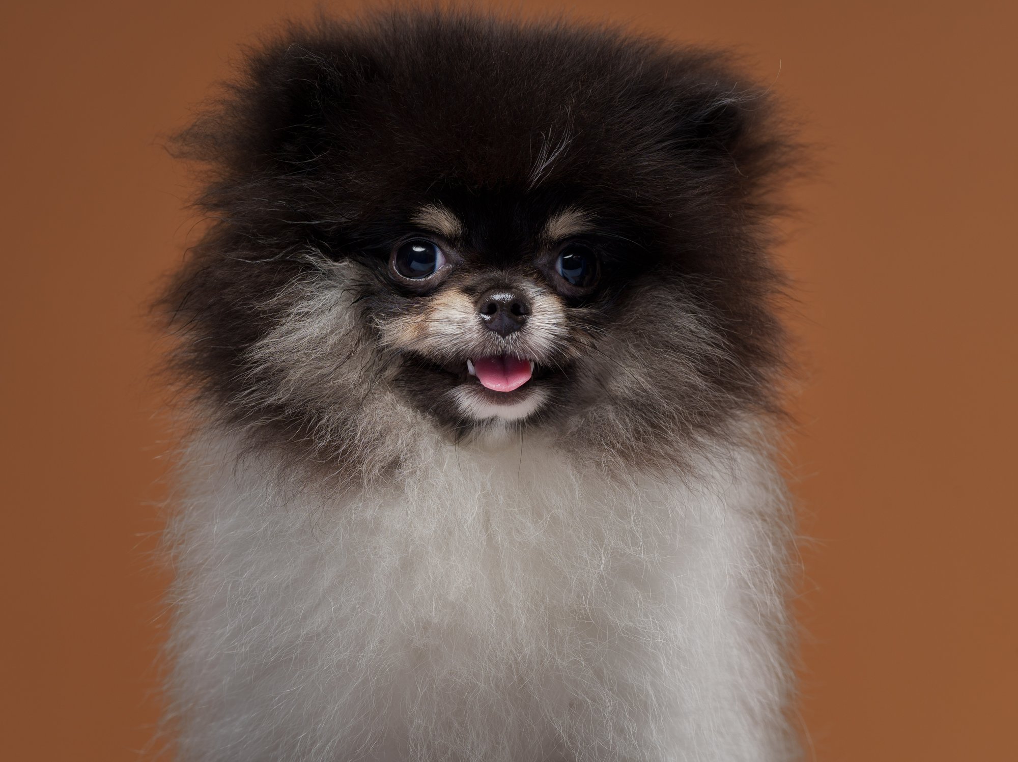 Pomeranian pet portrait captured during a home-visit photoshoot in Quezon City by PawPlay Studios