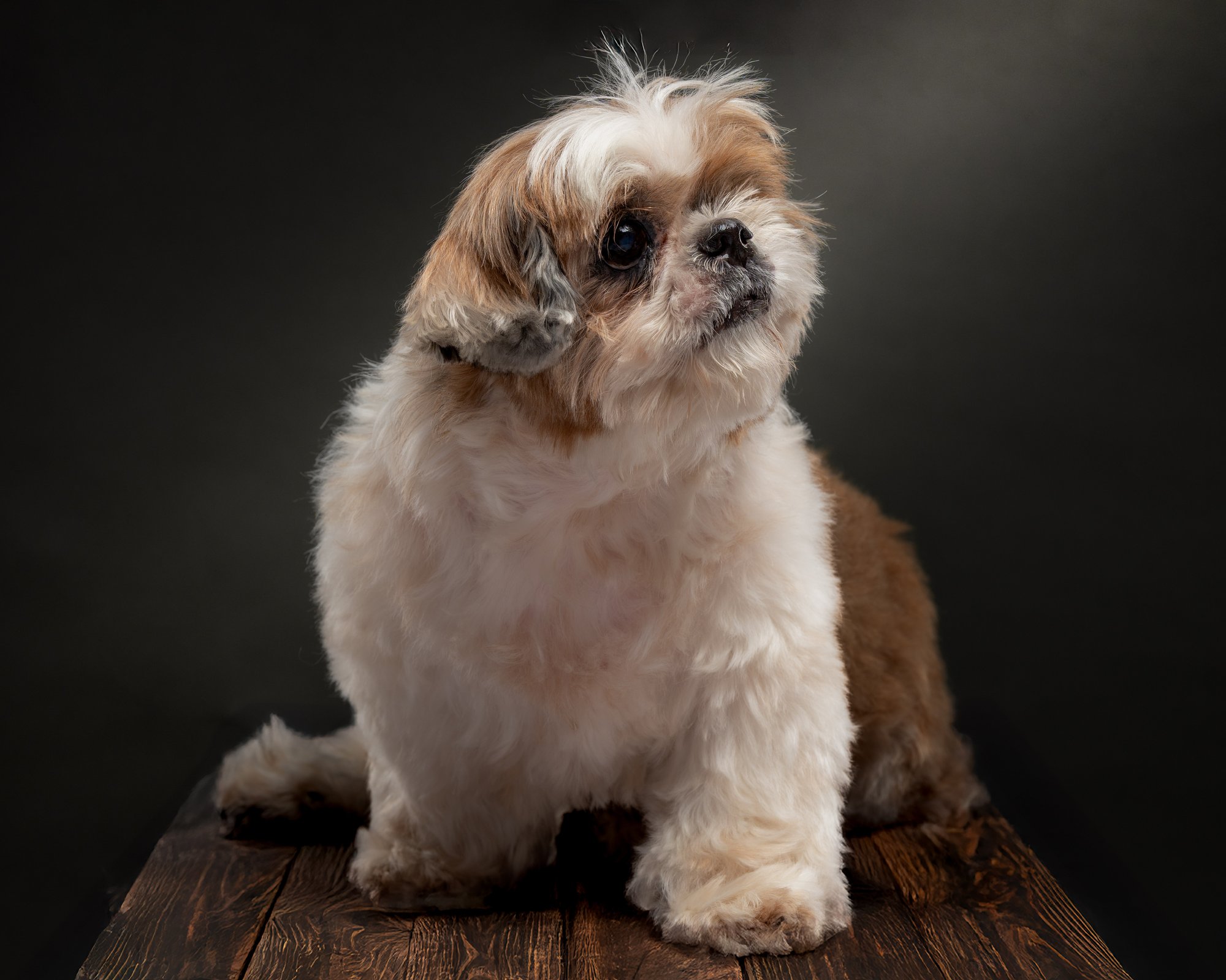 Senior pet portrait captured during a home-visit photoshoot in Parañaque by PawPlay Studios