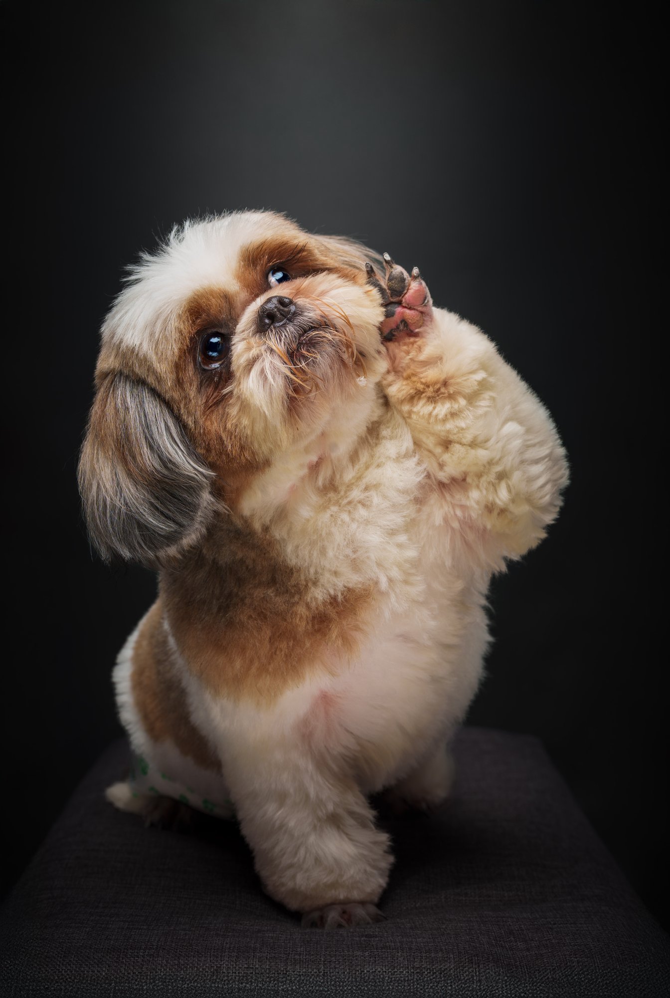 Shih Tzu pet portrait captured during a home-visit photoshoot in Quezon City by PawPlay Studios