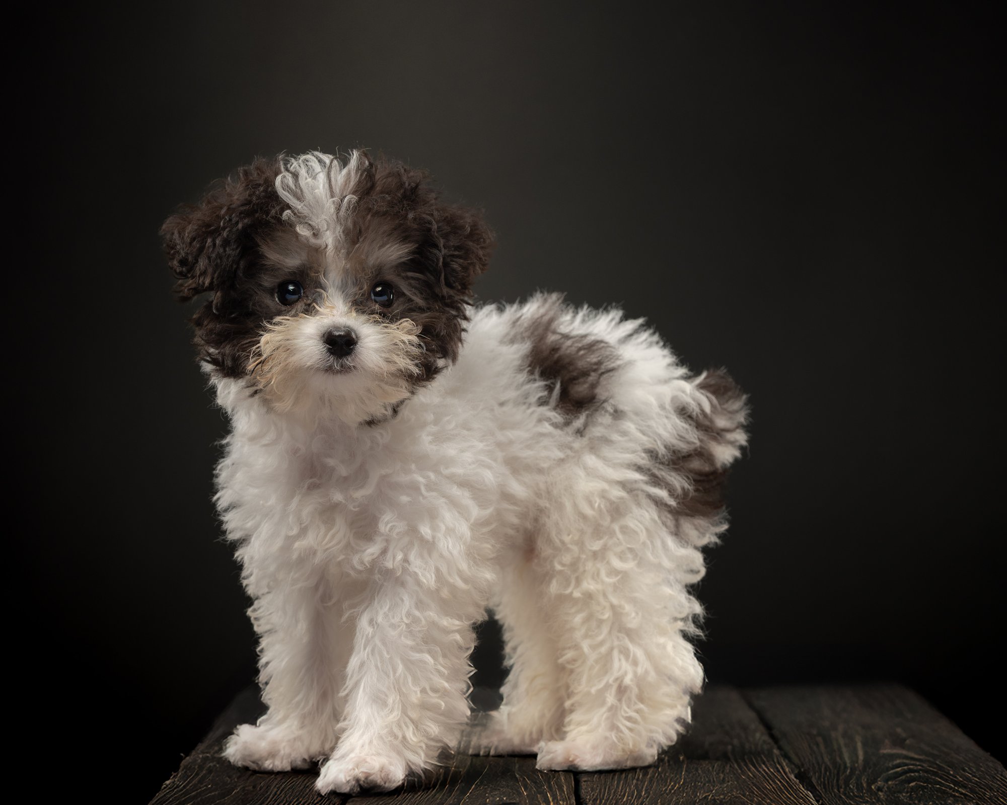 Puppy pet portrait captured during a home-visit photoshoot in Makati by PawPlay Studios